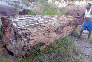 Окаменелое дерево - эксклюзив фото 4428